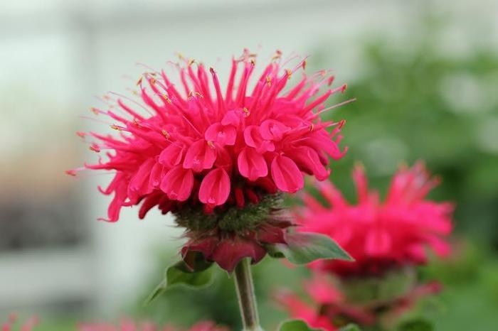 Monarda Bee-You&trade; Bee-Happy