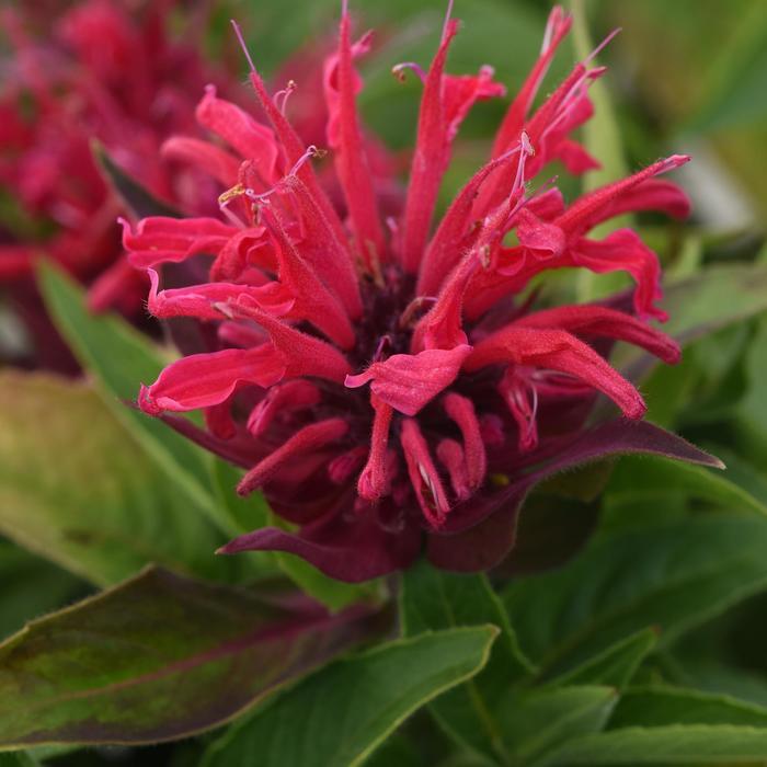 Monarda didyma BeeMine™ Red