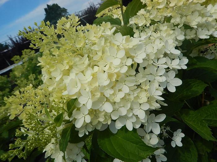 Hydrangea paniculata Phantom