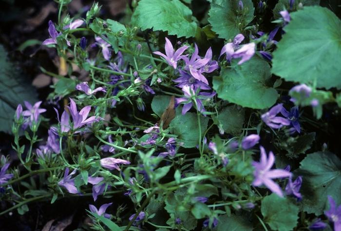 Campanula poscharskyana 