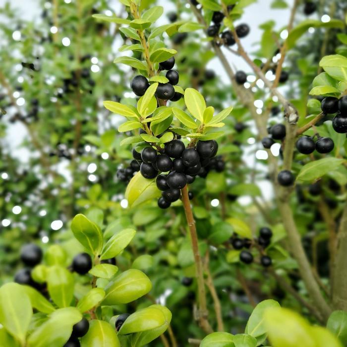 Ilex crenata Chesapeake