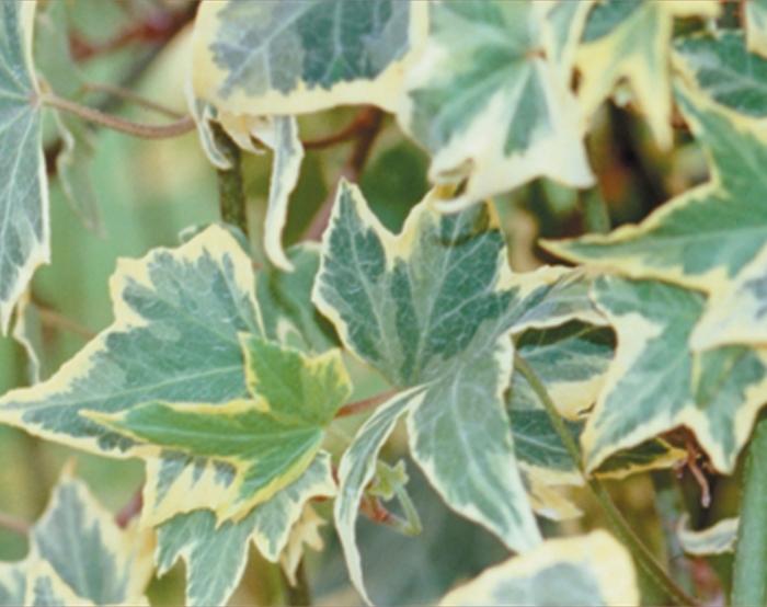 Hedera helix Yellow Ripple