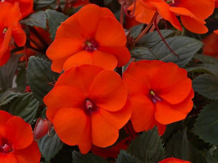Impatiens SunPatiens® Hot Coral