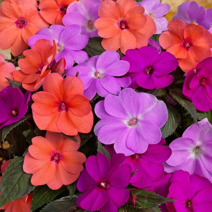 Impatiens SunPatiens® Hawaiian Sunset Mix
