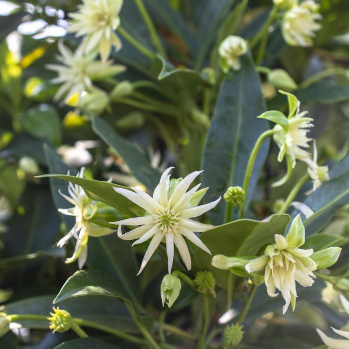Illicium Star Flower Orion™