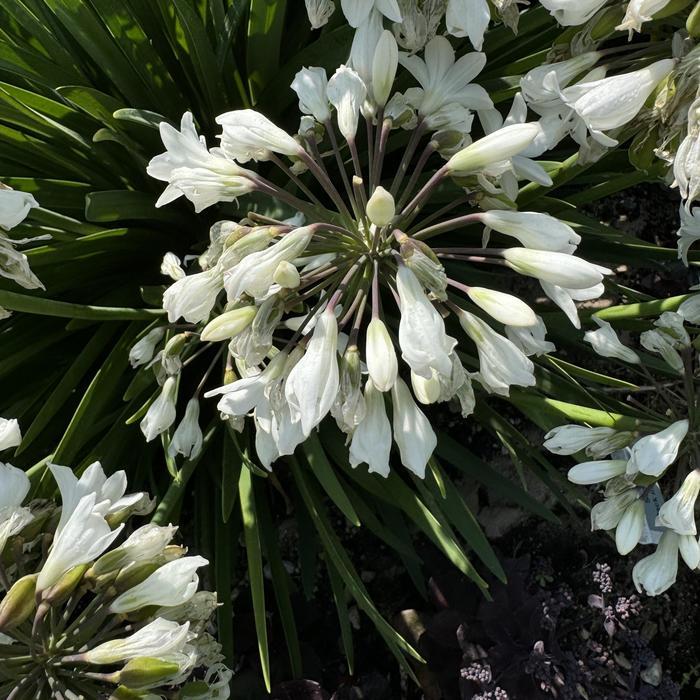 Agapanthus Galaxy White