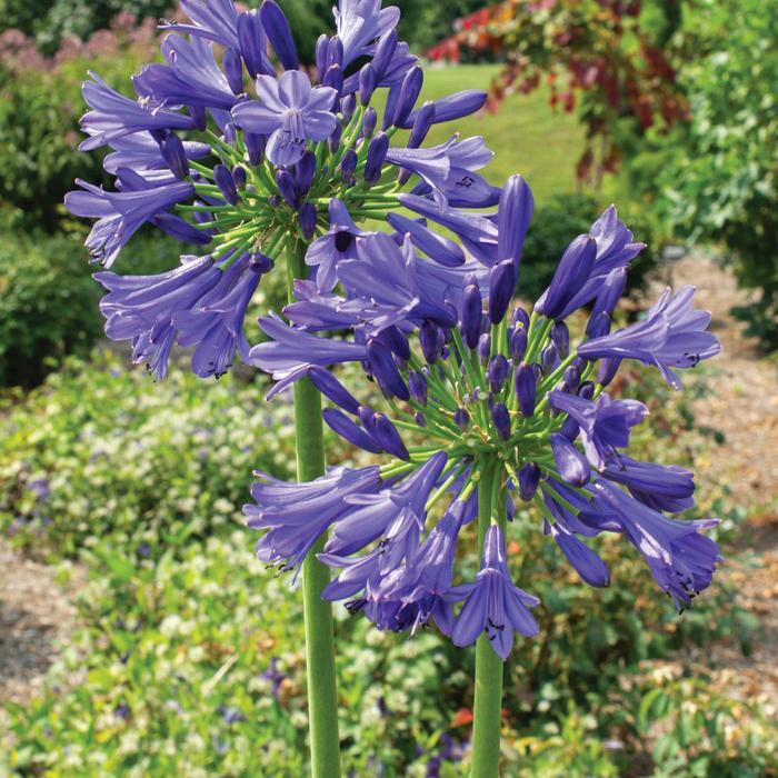Agapanthus praecox Straight A&reg; Blue Bayou