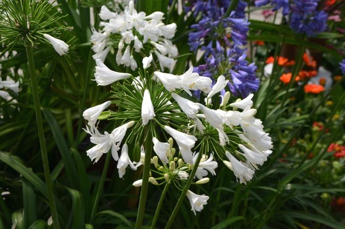 Agapanthus Ever White&trade;