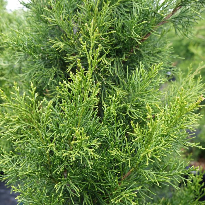 Juniperus virginiana Brodie