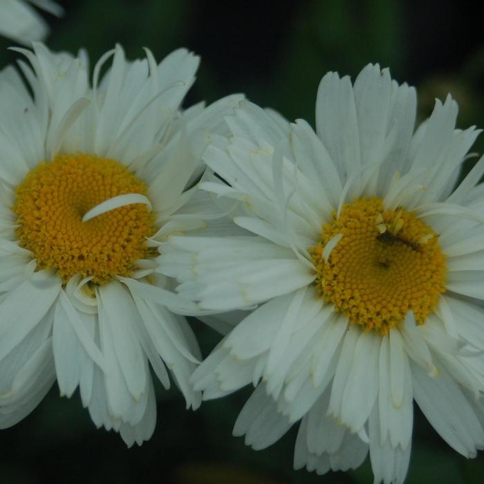 Leucanthemum maximum Freak!&reg;