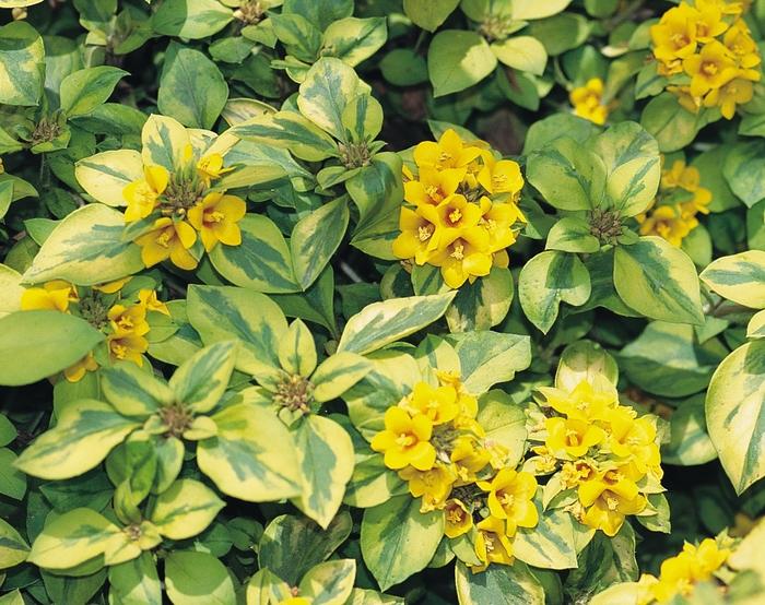 Lysimachia congestiflora Waikiki Sunset™