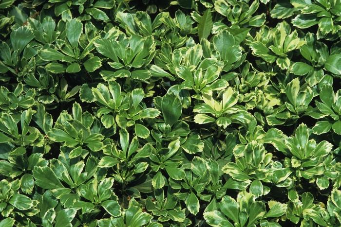 Pachysandra terminalis Silver Edge
