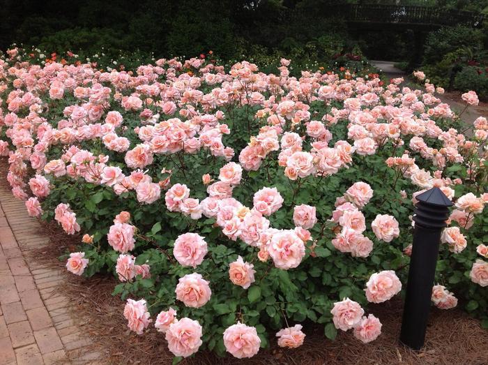 Rosa Mother of Pearl®