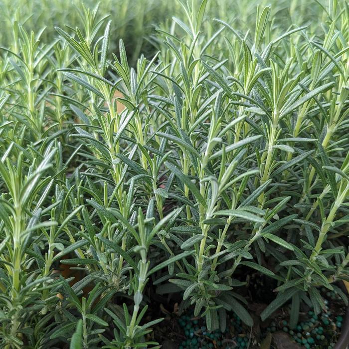 Rosmarinus officinalis Arp