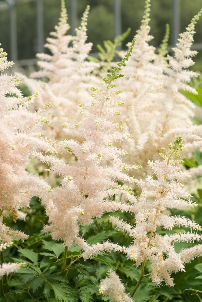 Astilbe chinensis Milk and Honey