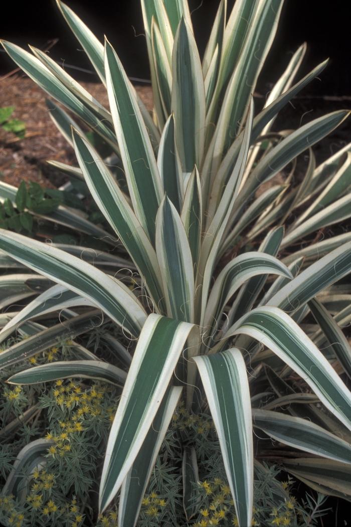 Yucca filamentosa Variegata