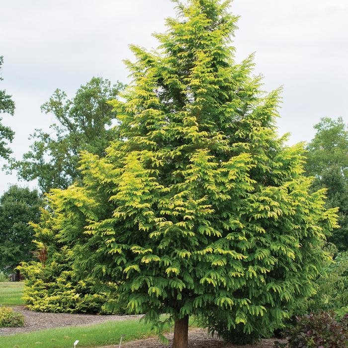Metasequoia glyptostroboides Amber Glow™