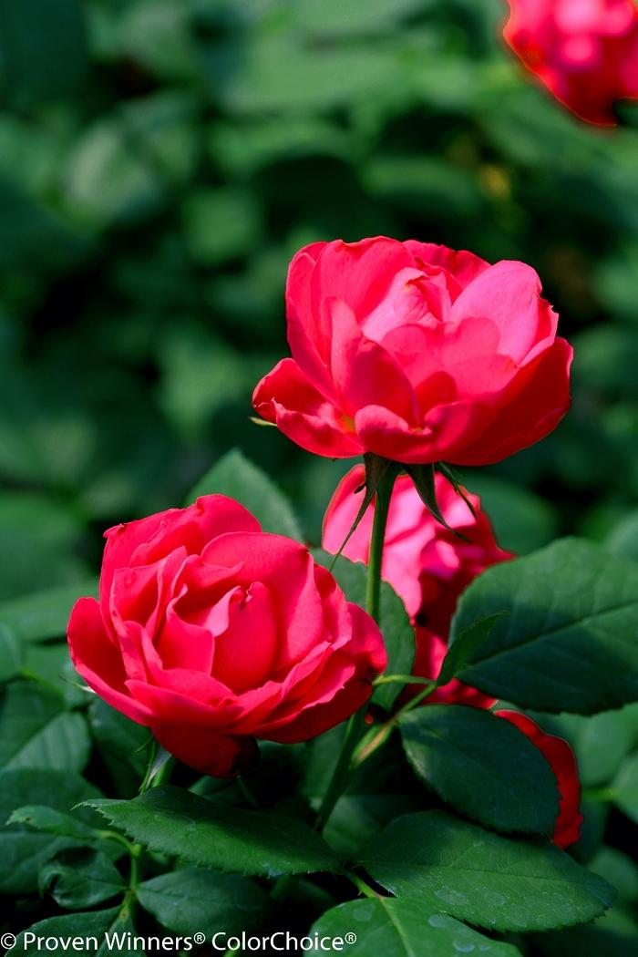 Rosa Oso Easy Double Red®