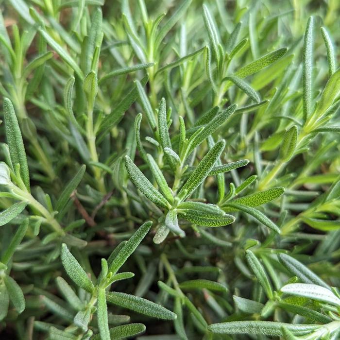 Rosmarinus officinalis Salem