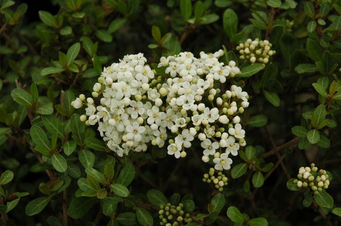Viburnum obovatum Reifler's Dwarf