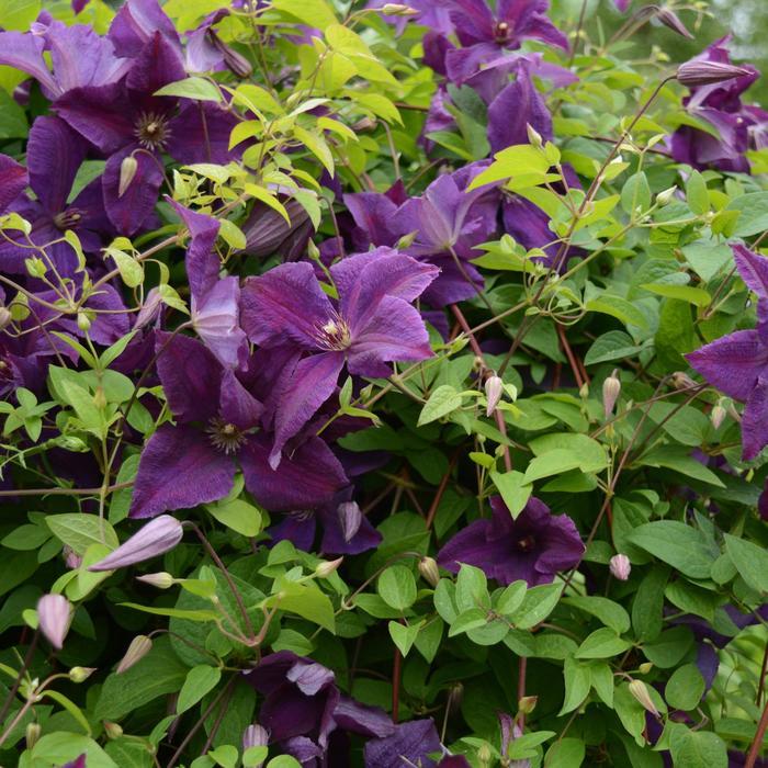 Clematis viticella Polish Spirit