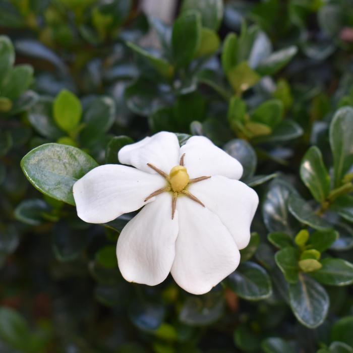Gardenia jasminoides Kleim's Hardy
