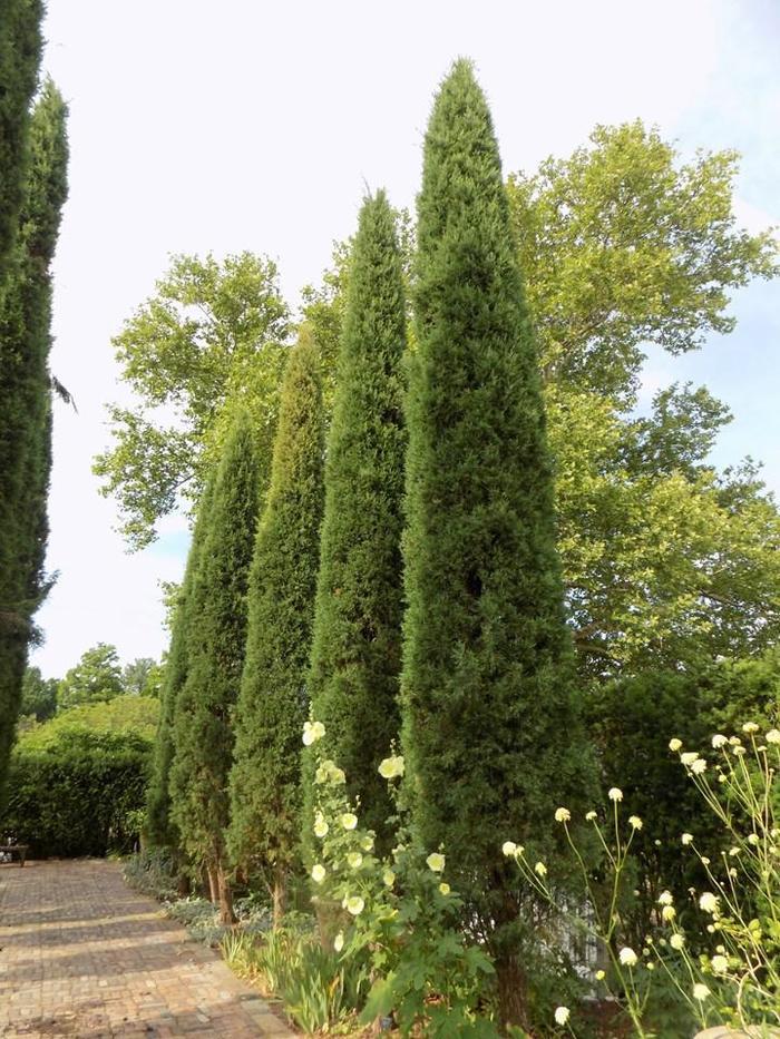 Juniperus virginiana Taylor