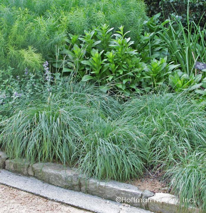 Carex glauca Blue Zinger