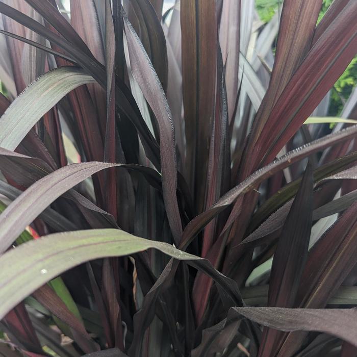 Pennisetum First Knight