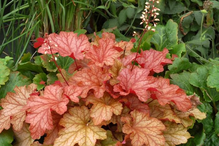 Heuchera Paprika