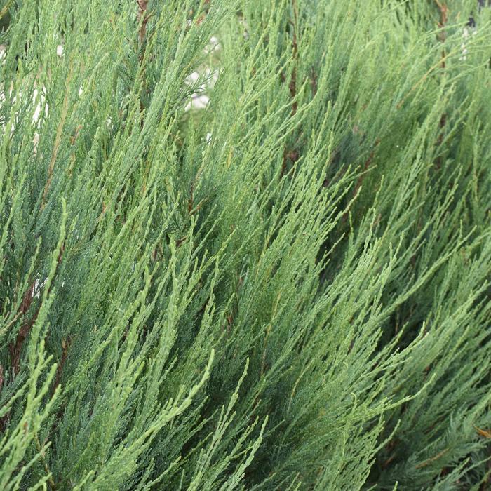 Juniperus scopulorum Skyrocket