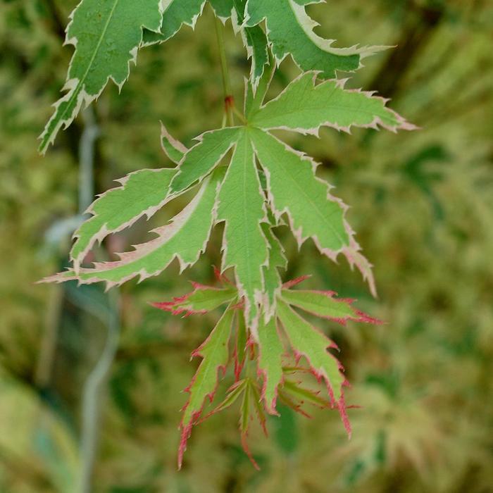 Acer palmatum Butterfly