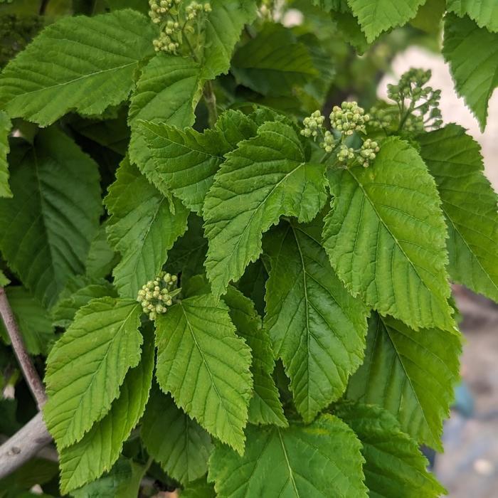 Acer tataricum Hot Wings&reg;