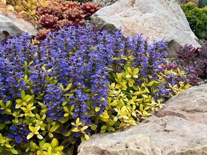 Ajuga Feathered Friends&trade; Cordial Canary