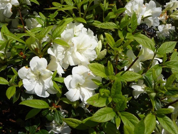 Rhododendron Encore® Autumn Moonlight®