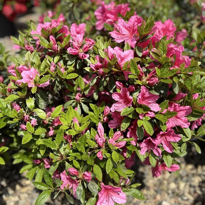 Rhododendron Kurume hybrid Tradition