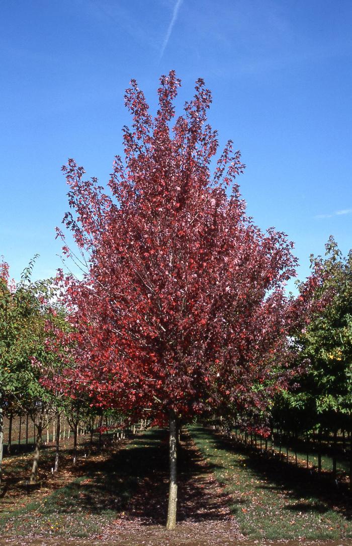 Acer rubrum Redpointe&reg;