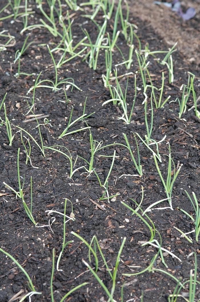 Allium cepa Super Star