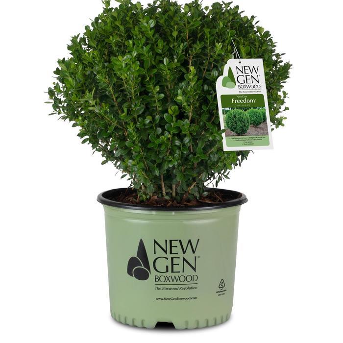 Buxus NewGen Freedom®