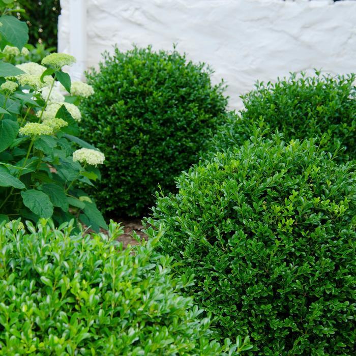 Buxus NewGen Independence®