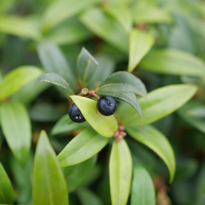 Sarcococca hookeriana Sweet & Lo™