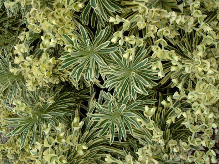 Euphorbia Sahara™ Tasmanian Tiger