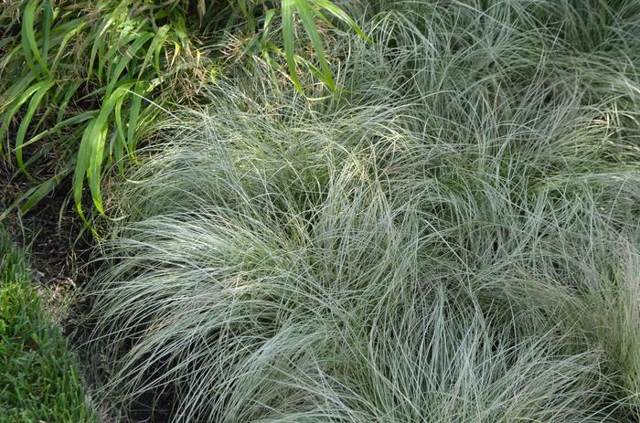 Carex comans ColorGrass® Amazon Mist