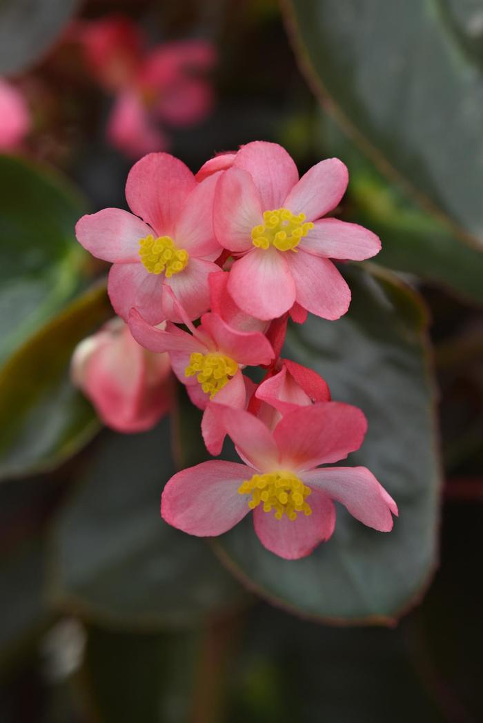 Begonia Dragon Wing® Pink Bronze Leaf