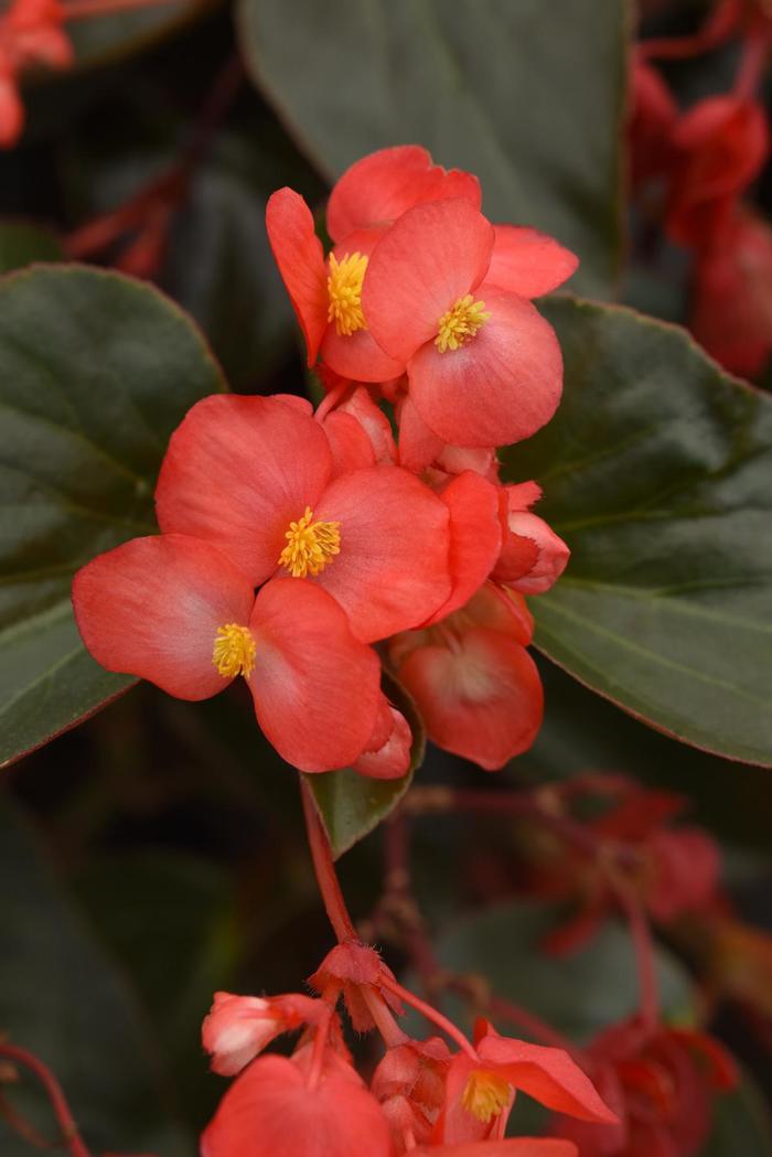 Begonia Dragon Wing® Red Bronze Leaf