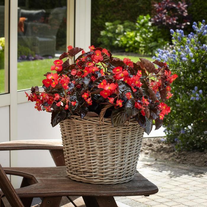 Begonia BabyWing® Red Bronze Leaf
