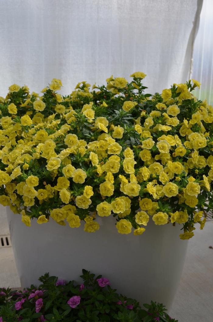 Calibrachoa MiniFamous® Double Lemon