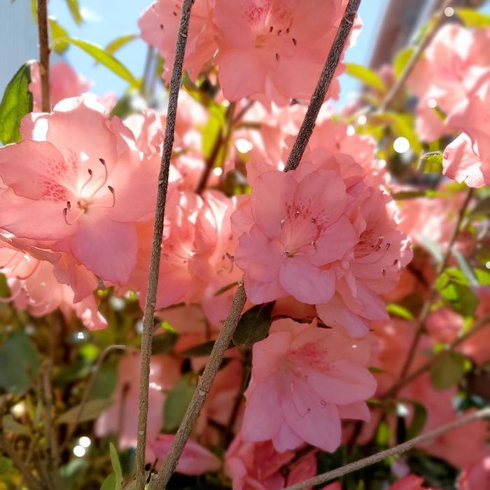 Rhododendron Karume hybrid Blaauw's Pink