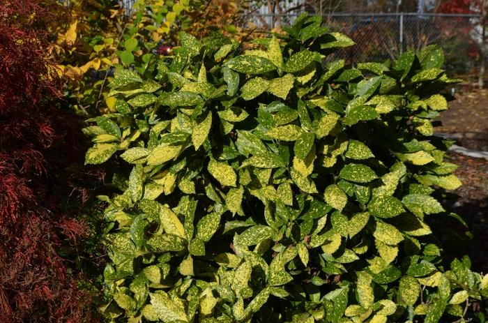 Aucuba japonica 