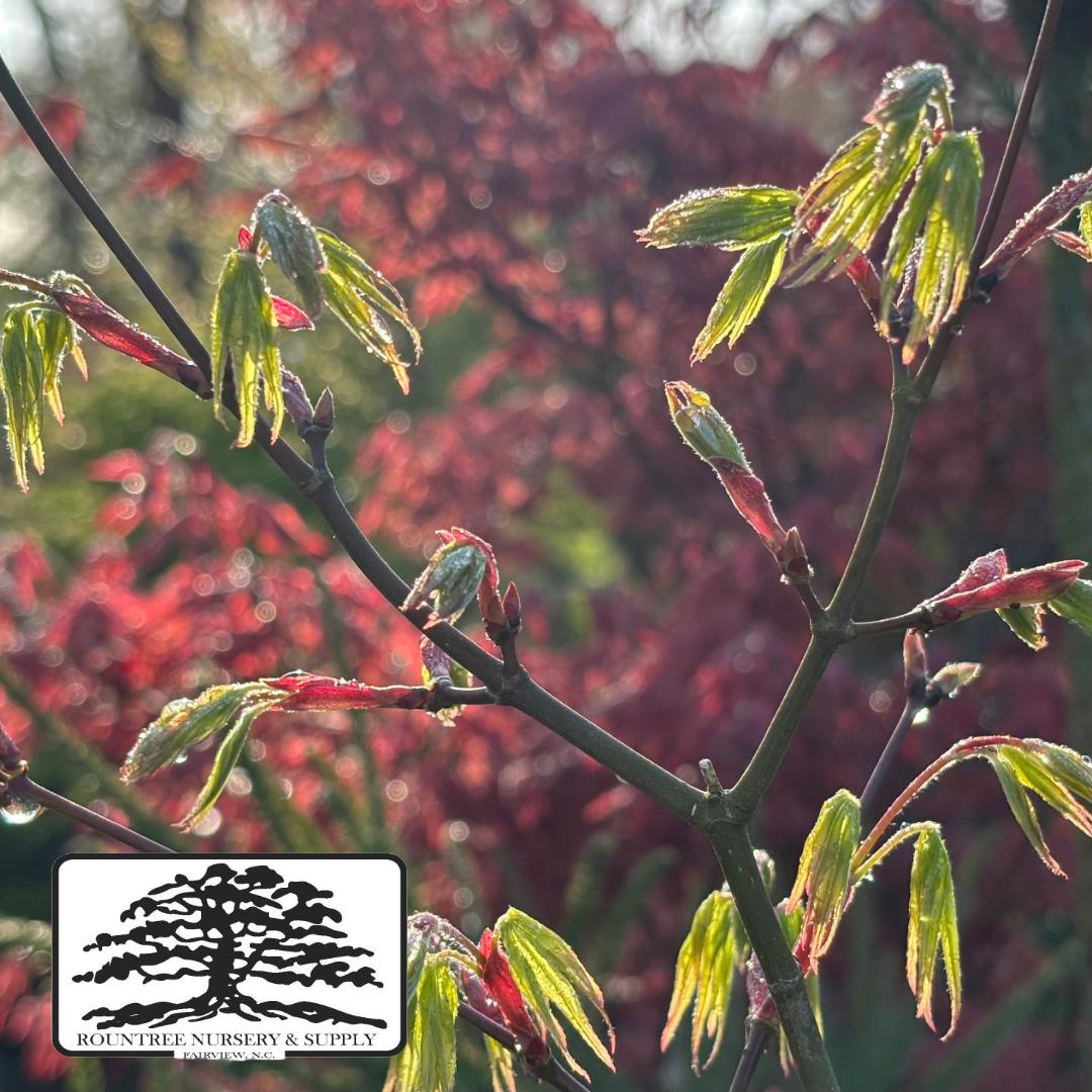 Japanese Maple 'Ukigumo' - Spring Budding